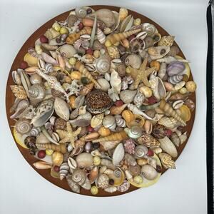 Natural Coastal Seashell‎ Circular Decor Plaque - Custom made